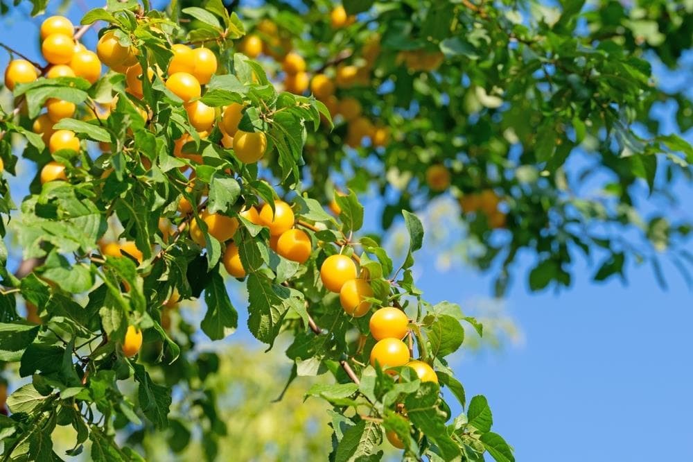 Cuidados básicos para los árboles frutales