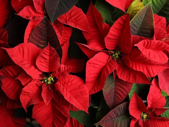 Flor de pascua, la tradición de la navidad