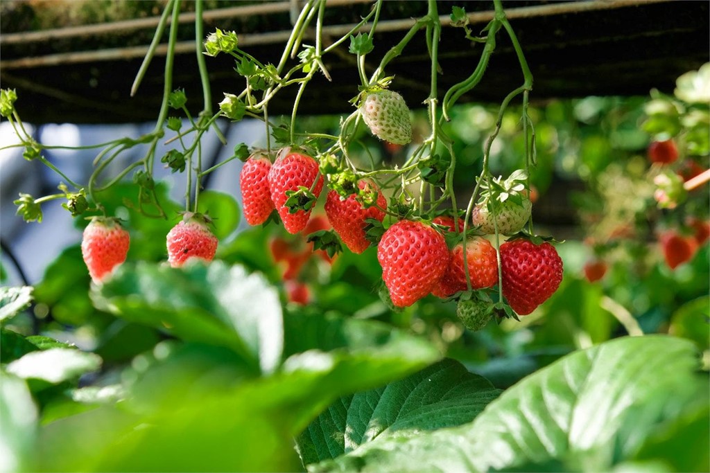 Fresas: ¿se pueden cultivar todo el año en un invernadero?