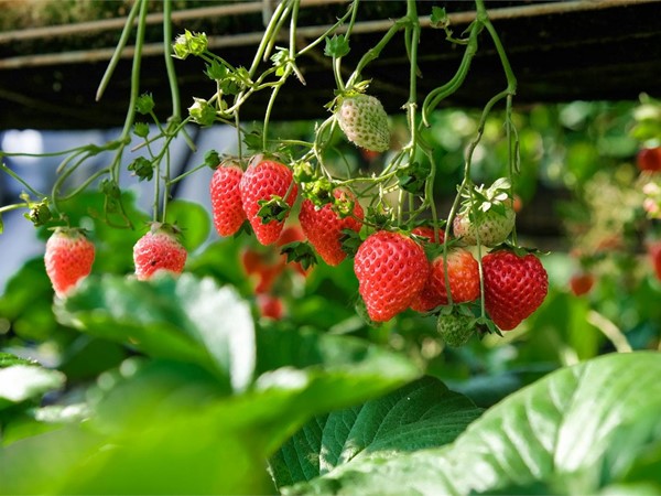 Fresas: ¿se pueden cultivar todo el año en un invernadero?