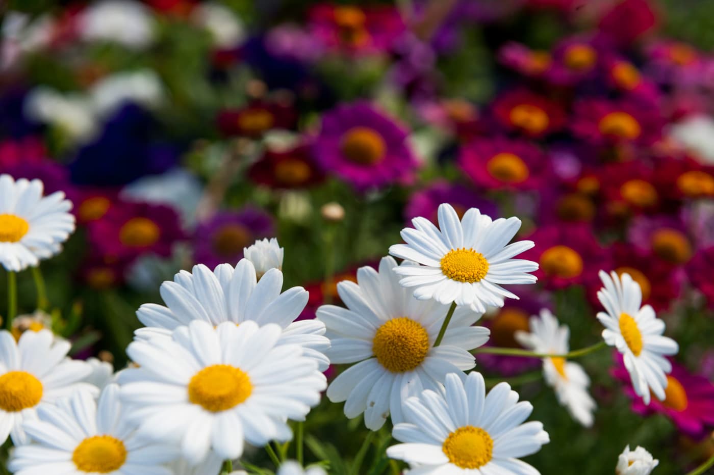 Plantas, flores y material de jardinería en Ribadumia