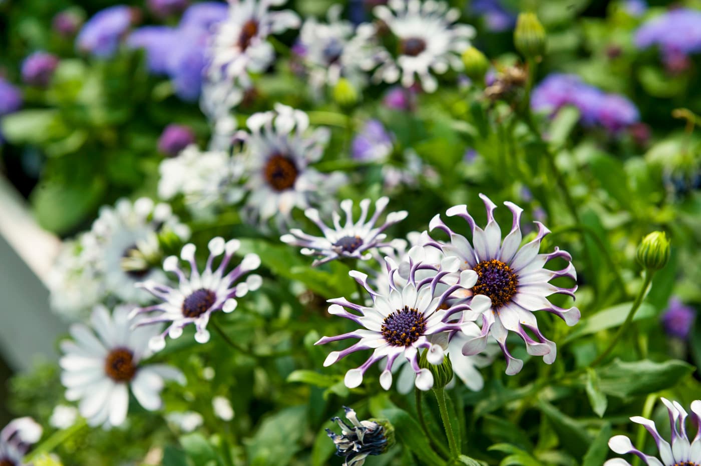 plantas y flores quiere en su jardín