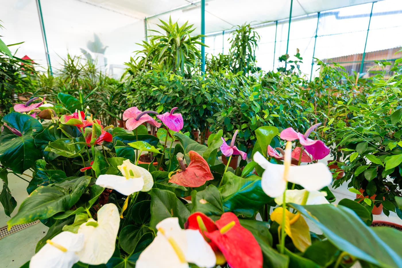 Vivero de plantas en Pontevedra