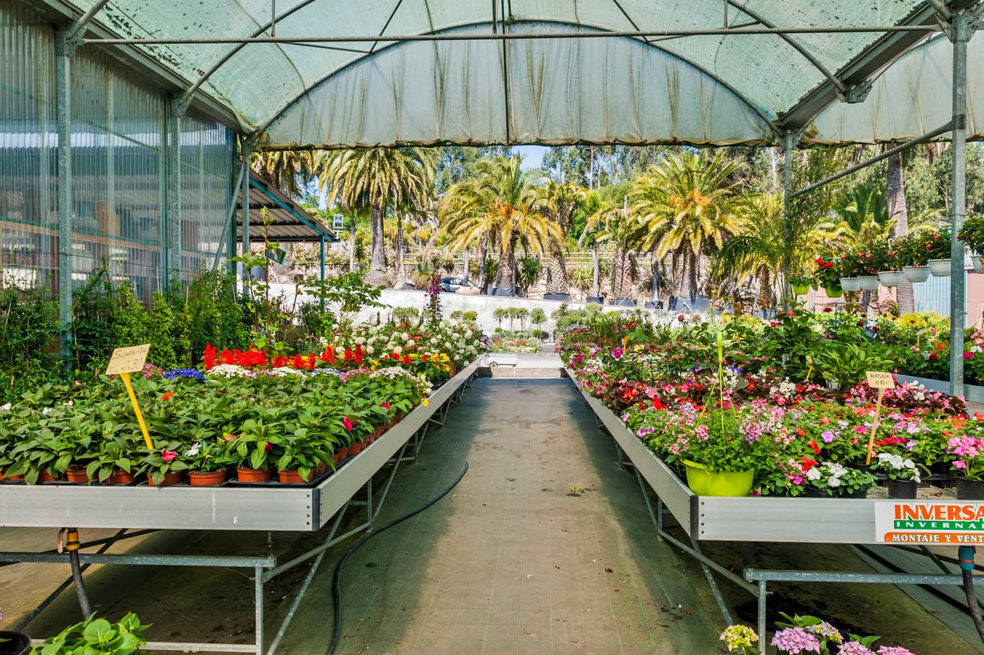 Plantas en Pontevedra